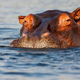 Illustration for article titled Dont Make A Hippo Angry! You Wouldnt Like It When Its Angry!